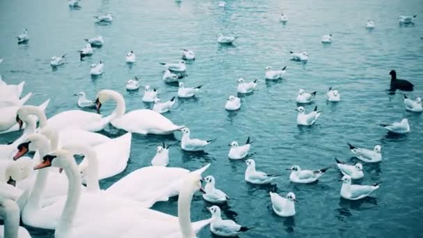 Besleme kuğular ve martılar Limmat Nehri ağır çekim çekim üzerinde. Zurich, İsviçre — Stok video