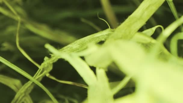 O POV disparou dentro de uma pilha de feno. Macro dolly — Vídeo de Stock