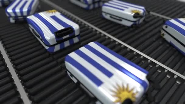 Muchas maletas de viaje con bandera de Uruguay en el transportador de rodillos. Animación conceptual del turismo uruguayo — Vídeos de Stock