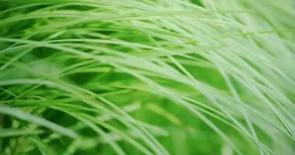 Hullámzó pengék zöld fű. Makró, lassított lövés a vörös kamera — Stock videók