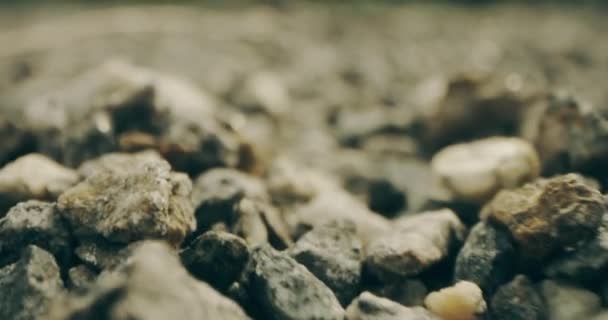 Insect or spider FPV view. Crawling on gravel. Shot on Red camera — Stock Video