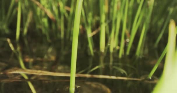 Hierba verde, tela de araña y agua poco profunda viajando macro disparo en la cámara roja — Vídeo de stock