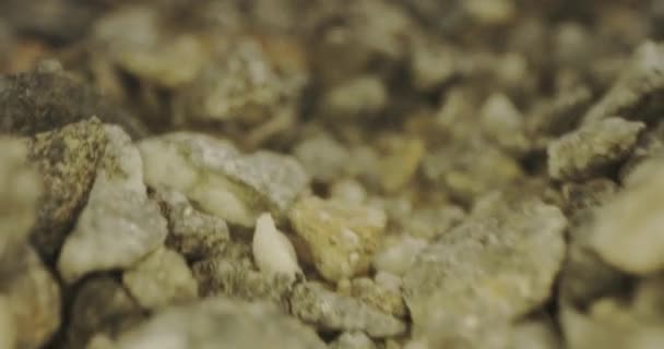 Crawling on gravel and stones. Macro shot on Red camera — Stock Video