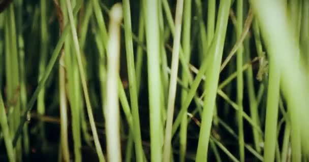 Зеленая трава водно-болотных угодий, путешествующий макроснимок на красной камере — стоковое видео