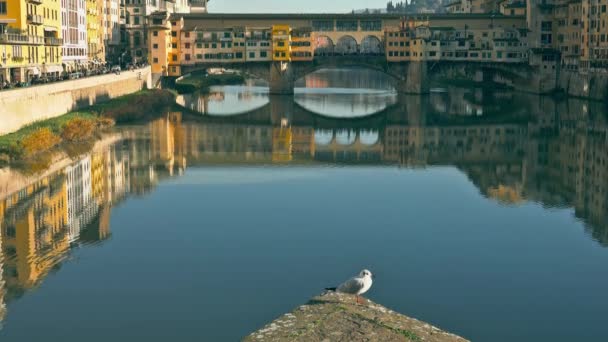 フィレンツェ、イタリアのカモメの後ろの有名なポンテヴェッキオ橋 — ストック動画