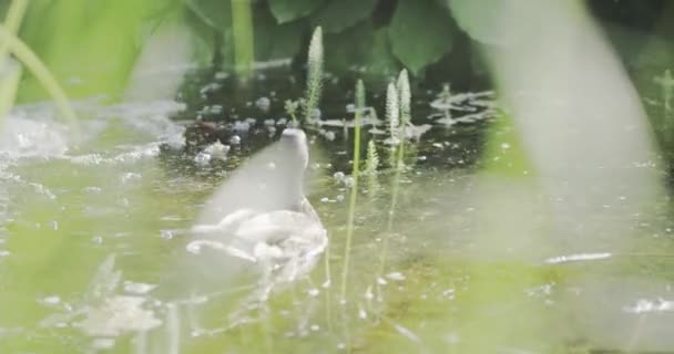 Утка на пруду. Птица слетает с воды. Съемка на красную камеру — стоковое видео