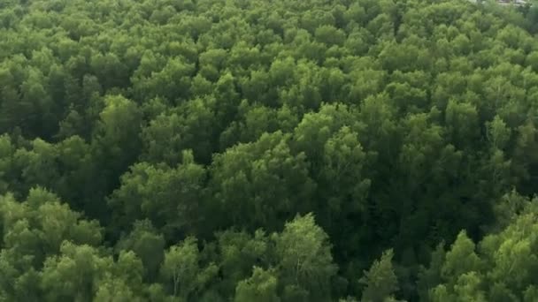 Flygfoto över gröna skogar på sommaren — Stockvideo