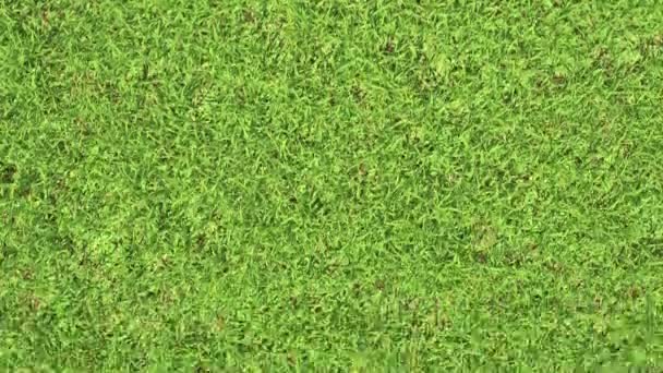完璧な緑の芝生の芝生の上空からの眺め、 3Dアニメーションをループ — ストック動画