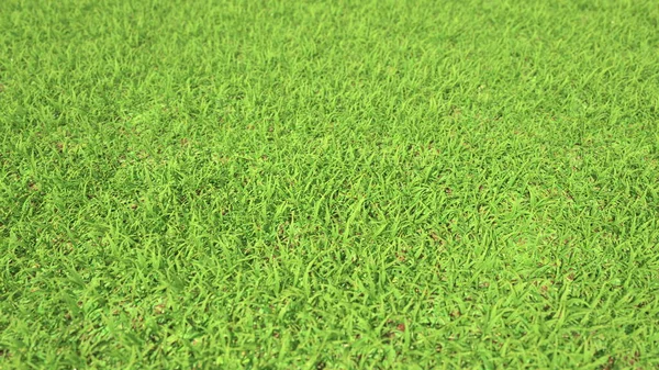 Césped de hierba verde fresco perfecto — Foto de Stock