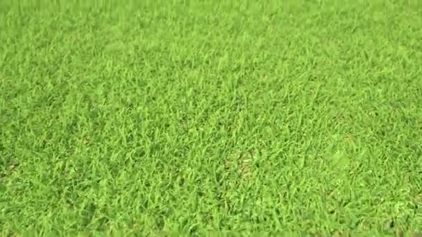 Perfect fresh green grass lawn, seamless motion clip — Stock Video