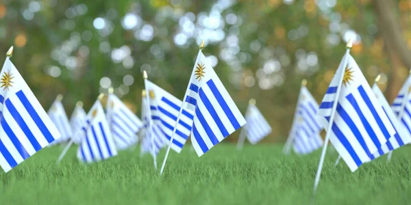 Malé uruguayské vlajky v trávě. 3D vykreslování související s národní dovolenou — Stock fotografie