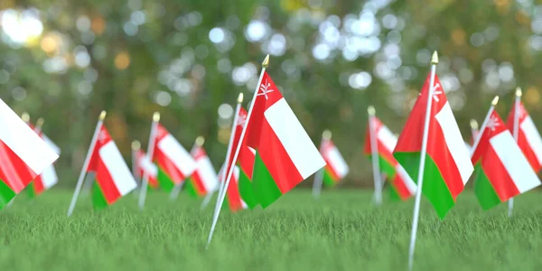 Omán sok zászlója van a fűben. Nemzeti ünnep kapcsolódó 3D-s renderelés — Stock Fotó