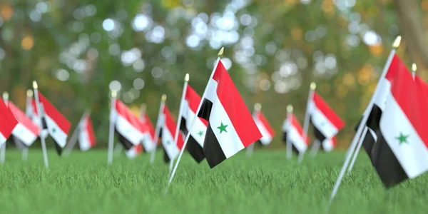 Små flaggor av Syrien i gräset. Nationell helgrelaterad 3D-rendering — Stockfoto
