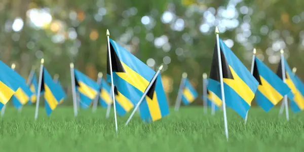 Національні прапори Багамських островів у траві. Святкування пов'язане з 3D рендерингом — стокове фото