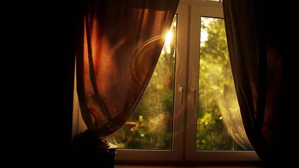 Sade aurinkoisessa kesämetsässä illalla ikkunan läpi nähtynä — kuvapankkivalokuva