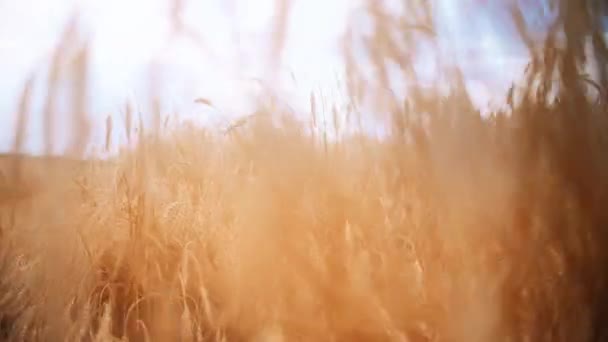 Golden ripe spikes on a field in late summer — Stock Video
