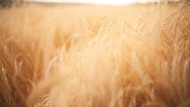 Pontos maduros dourados em um campo no final do verão — Vídeo de Stock