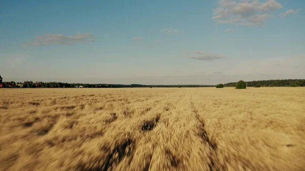 Voo rápido de drones de baixa altitude acima de um campo no final do verão — Fotografia de Stock