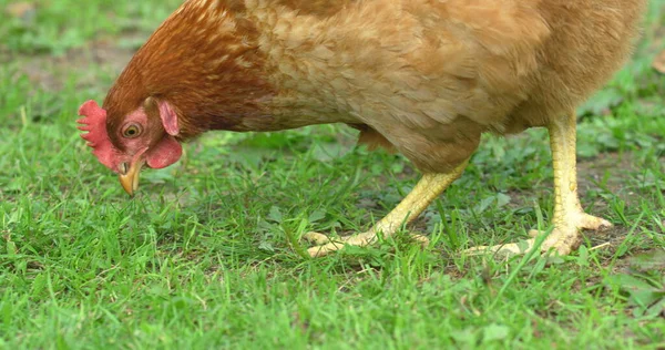 Close-up shot van een wandelende kip — Stockfoto