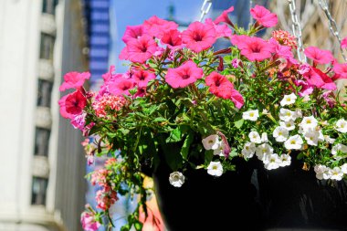 Çiçek saksısı şehir merkezindeki havada asılı duruyor.