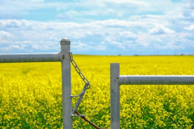 Arkasında Canola tarlası olan çiftlik kapısı.