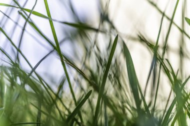 Bahçedeki çimenler zemin kattan