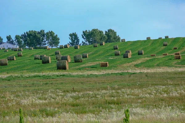 Bales de heno en un campo agrícola en Alberta después de la cosecha —  Fotos de Stock