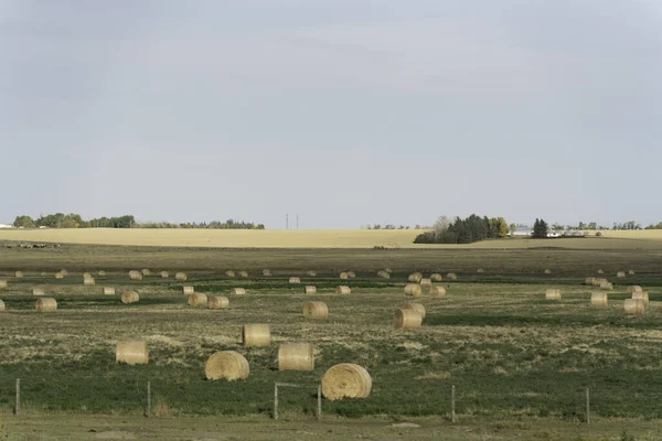 Bales de heno en el campo de cultivo después de la cosecha —  Fotos de Stock