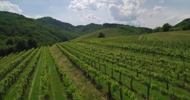 Filmati Aerei Campagna Vigneto Agricoltura Paesaggio Cantina Slovenia Europa — Video Stock