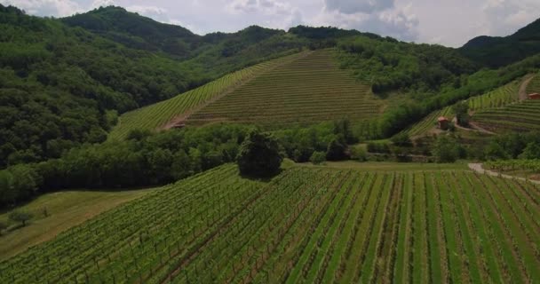 Luchtfoto Beeldmateriaal Van Wijngaard Vipava Vallei West Slovenië Europa — Stockvideo