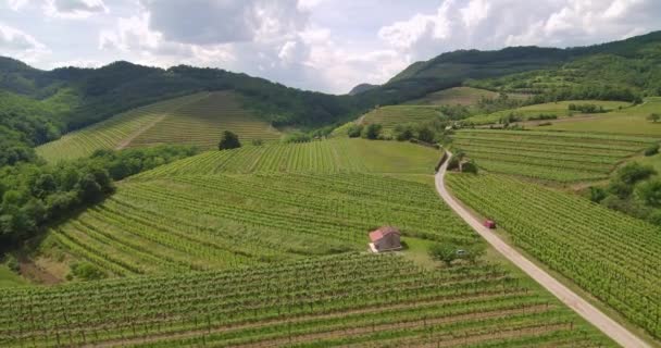 Filmato Aereo Del Vigneto All Inizio Dell Estate Nella Valle — Video Stock