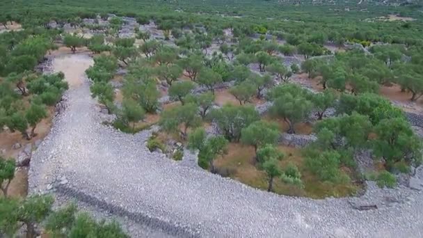 Olive Grove Havadan Görüntüleri — Stok video