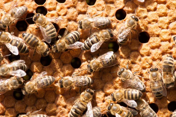 Honigbienen Arbeiten Honigwaben — Stockfoto