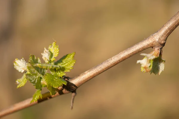 Gałąź Winorośli Pierwszym Zielony Liści Winnicy Wczesną Wiosną — Zdjęcie stockowe
