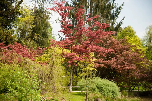 Giardino Roccioso Fiorito Primavera Diversi Cespugli Fiori Che Sbocciano Sulle — Foto Stock