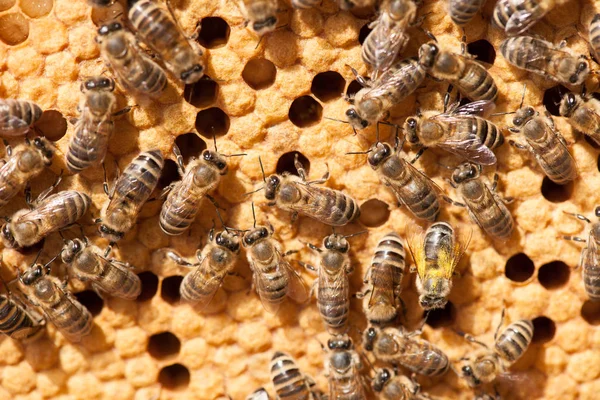 Honigbienen Arbeiten Honigwaben — Stockfoto