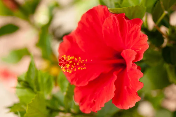 Flor Hibisco Rojo Una Planta Hibisco Finales Del Verano — Foto de Stock