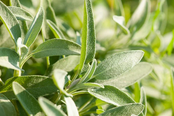 Salvia Hojas Plantas Jardín Mediterráneo —  Fotos de Stock