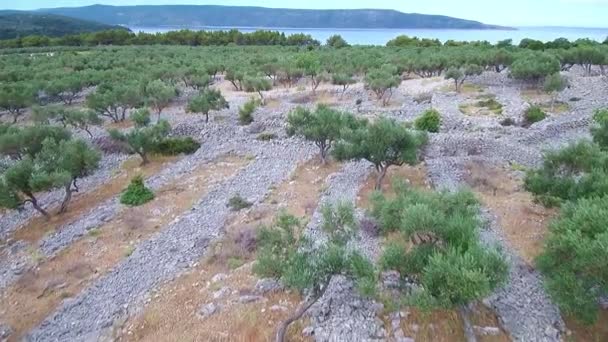 Luchtfoto Beelden Van Olijfgaard — Stockvideo