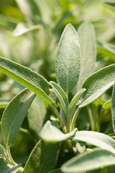 Planta Salvia Jardín Mediterráneo —  Fotos de Stock