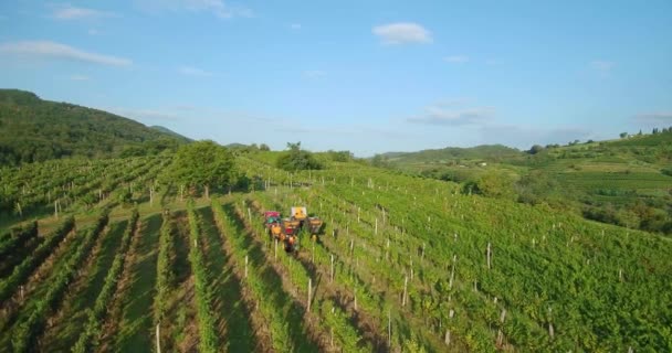 Aerial Footage Machine Grape Harvest Vineyard — Stock Video