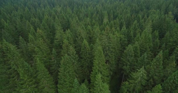Letecké Fotografie Smrkového Lesa Pozdním Létě Zdravé Prostředí — Stock video