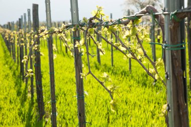 Vineyard on sunny day in early spring in western Slvenia euope clipart