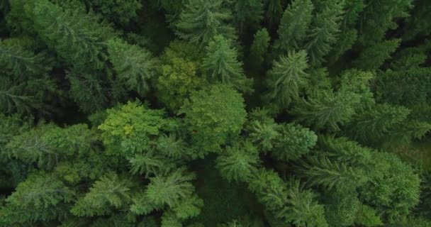 Aerial Footage Spruce Tree Forest Late Summer Pine Forest — Stock Video