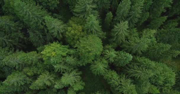 Imagens Aéreas Floresta Abeto Final Verão Floresta Pinheiros — Vídeo de Stock