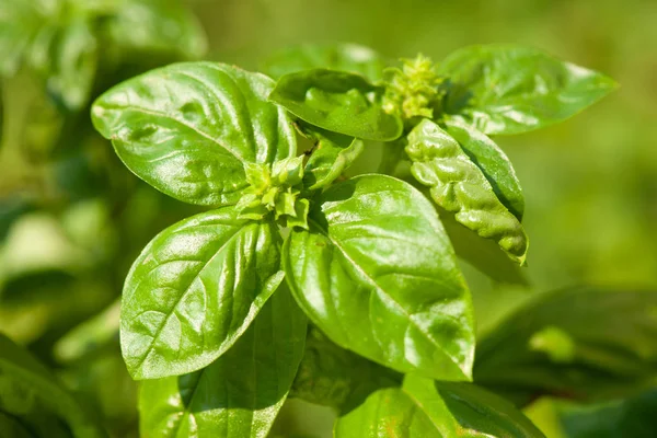 Las Plantas Albahaca Jardín Finales Del Verano —  Fotos de Stock