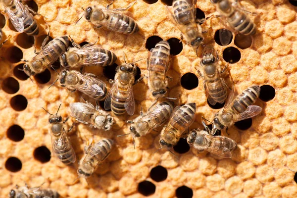 Honigbienen Arbeiten Honigwaben — Stockfoto