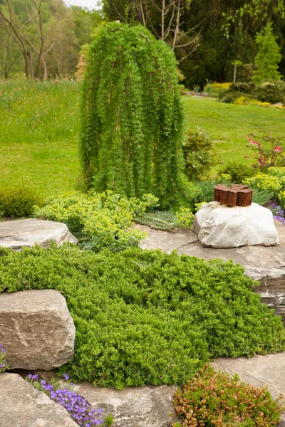 Giardino Roccioso Fiorito Primavera Diversi Cespugli Fiori Che Sbocciano Sulle — Foto Stock