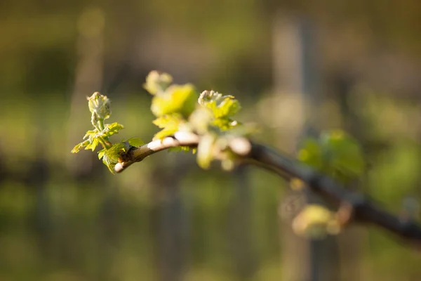 Ramo Vite Con Prime Foglie Verdi Vigna All Inizio Della — Foto Stock