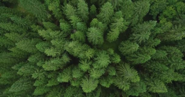 Aerial Footage Pine Forest Birds Eye View Green Spruce Trees — Stock Video